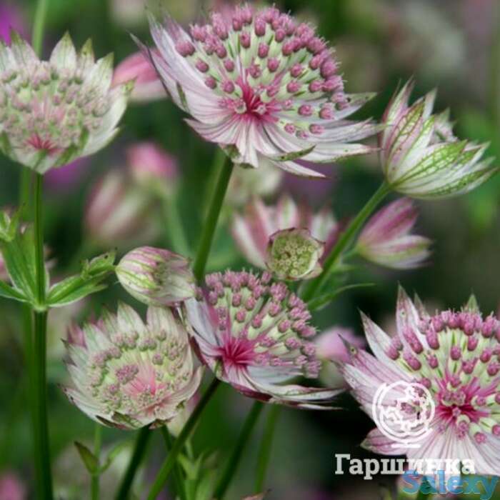 Астранция Бакленд, фотография 1