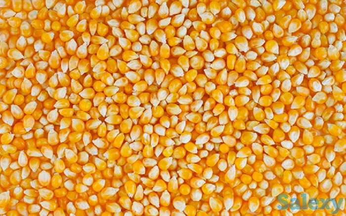 Желтая кукуруза без ГМО (корм для животных), фотография 1
