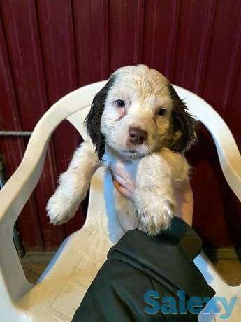 Русский спаниель с документами, фотография 1