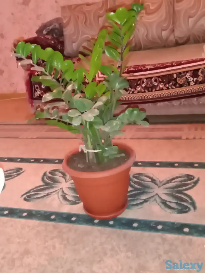 Цветок Замиокулькас Замиа, фотография 1