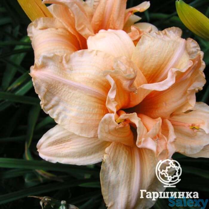 Лилейник дабл дрим, фотография 1