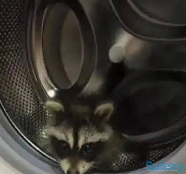 Ремонт стиральных машин в Астане (Нур-Султан) на дому от 3000 тенге! Частный мастер, фотография 10