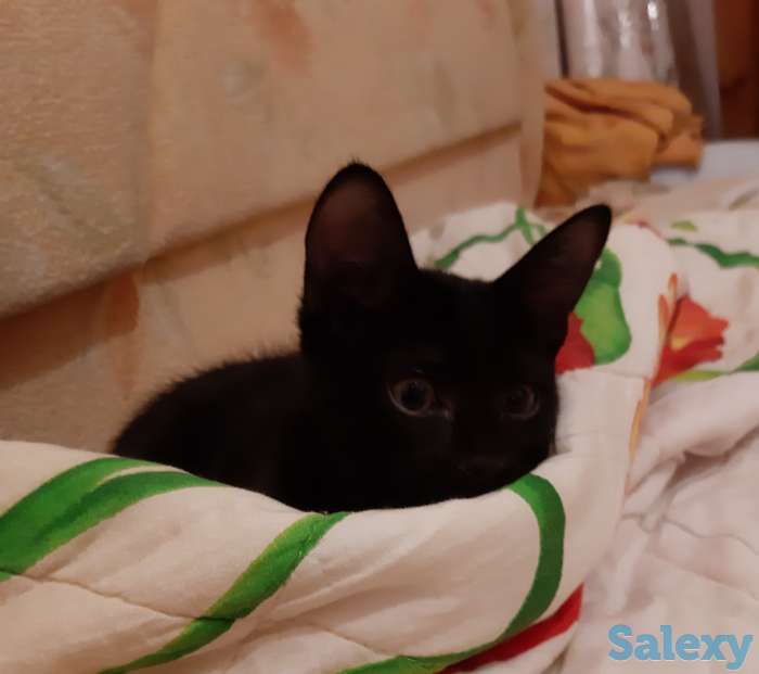 Котенок рочно ищет дом, фотография 1