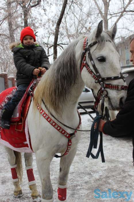 Конь белый, фотография 8