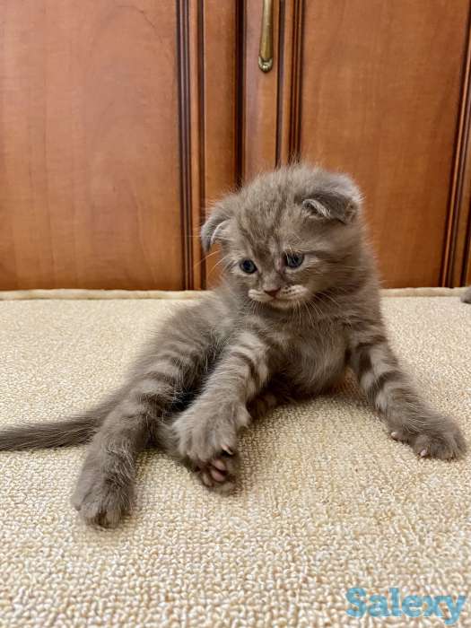 Котята вислоухие, фотография 2