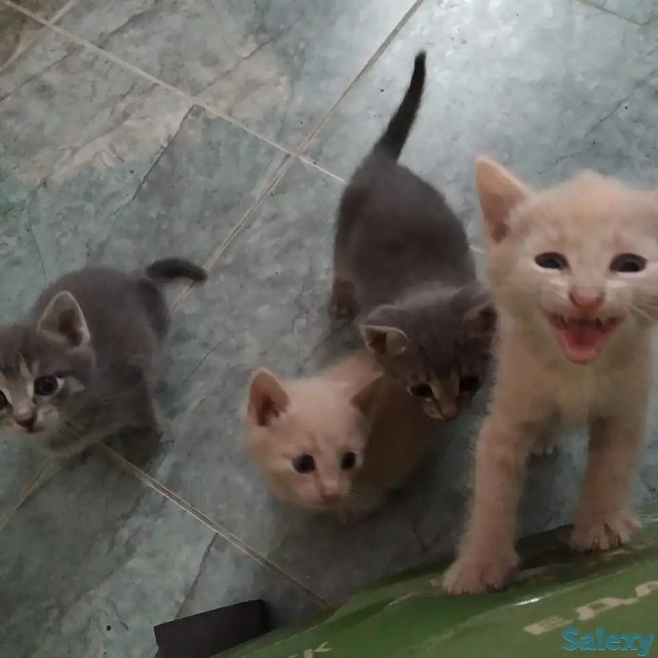 Отдам котят в добрые руки, фотография 1