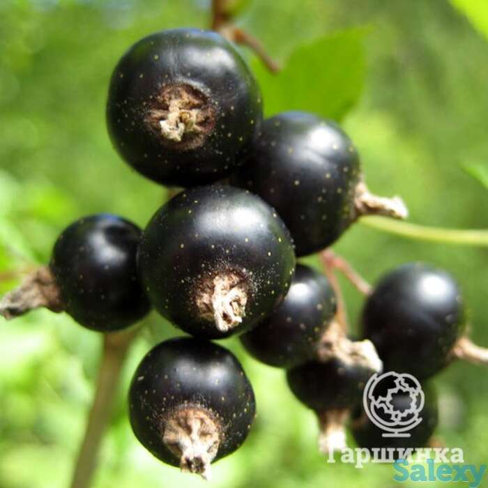 Смородина Загадка черная, фотография 1