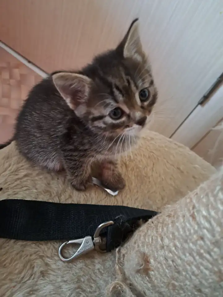 Отдаю домашних котят, фотография 2