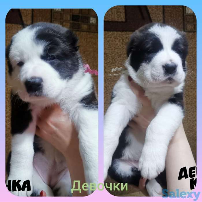 Щенки Алабая, фотография 2