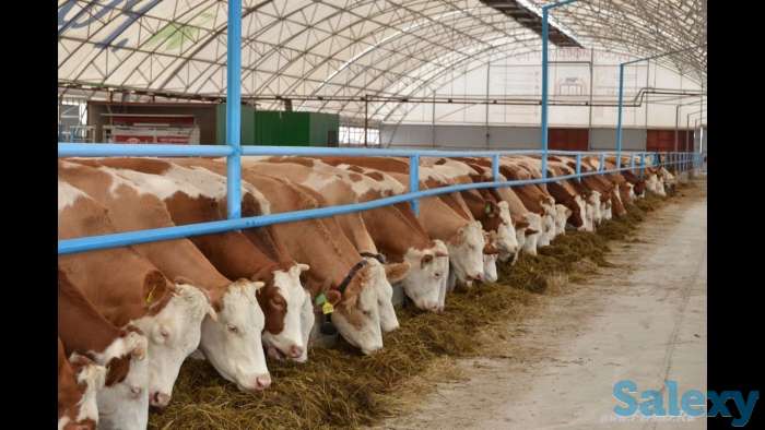 Теплицы на любой вкус, фотография 5