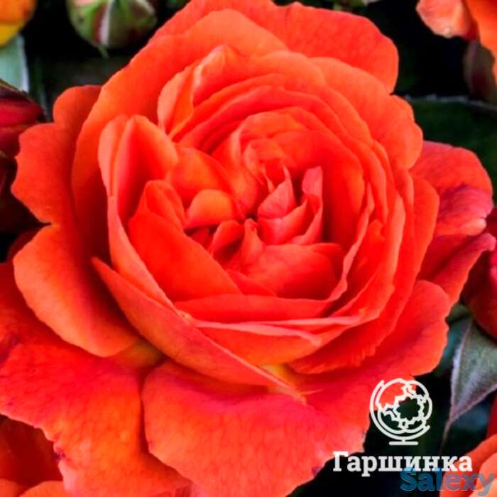 Роза монинг сан, тантау, фотография 1