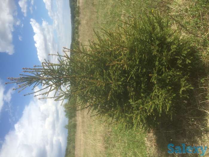 Саженцы крупномеры ель, сосна, береза, фотография 3