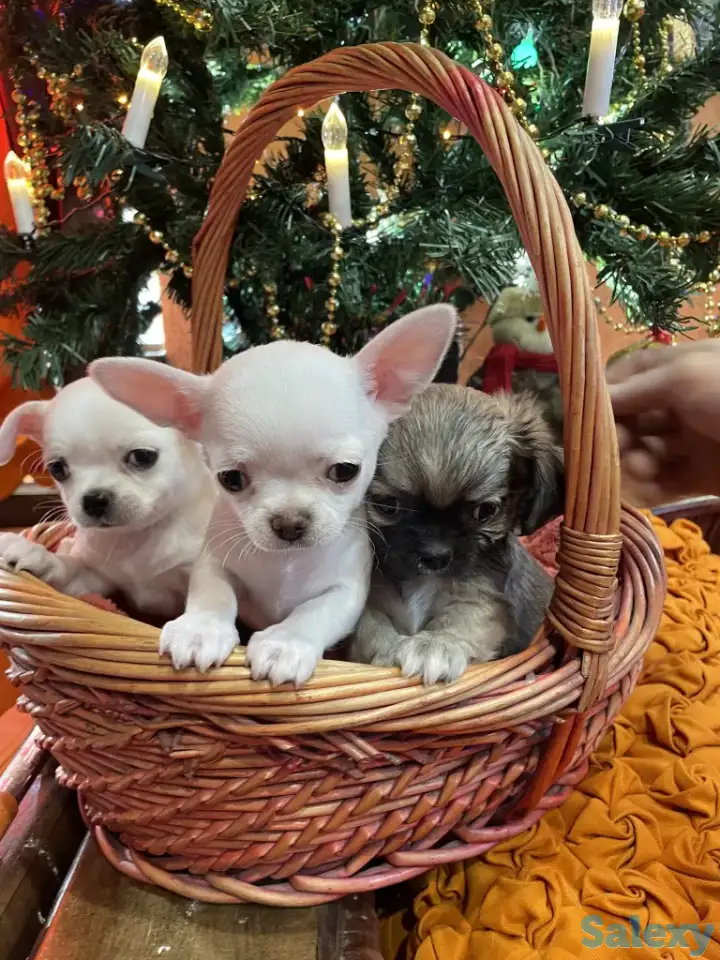 Чихуахуа. Щенки готовы к продаже., фотография 1