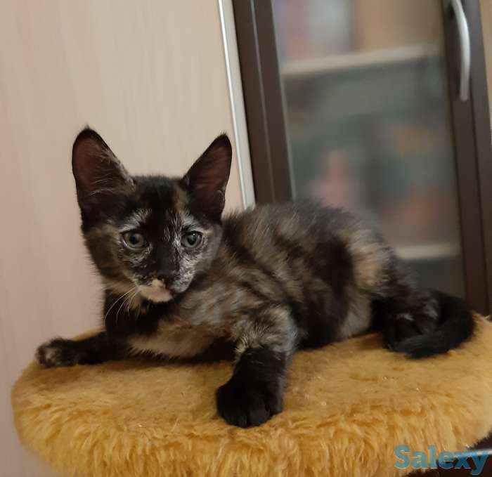 котенок срочно ищет дом, фотография 2