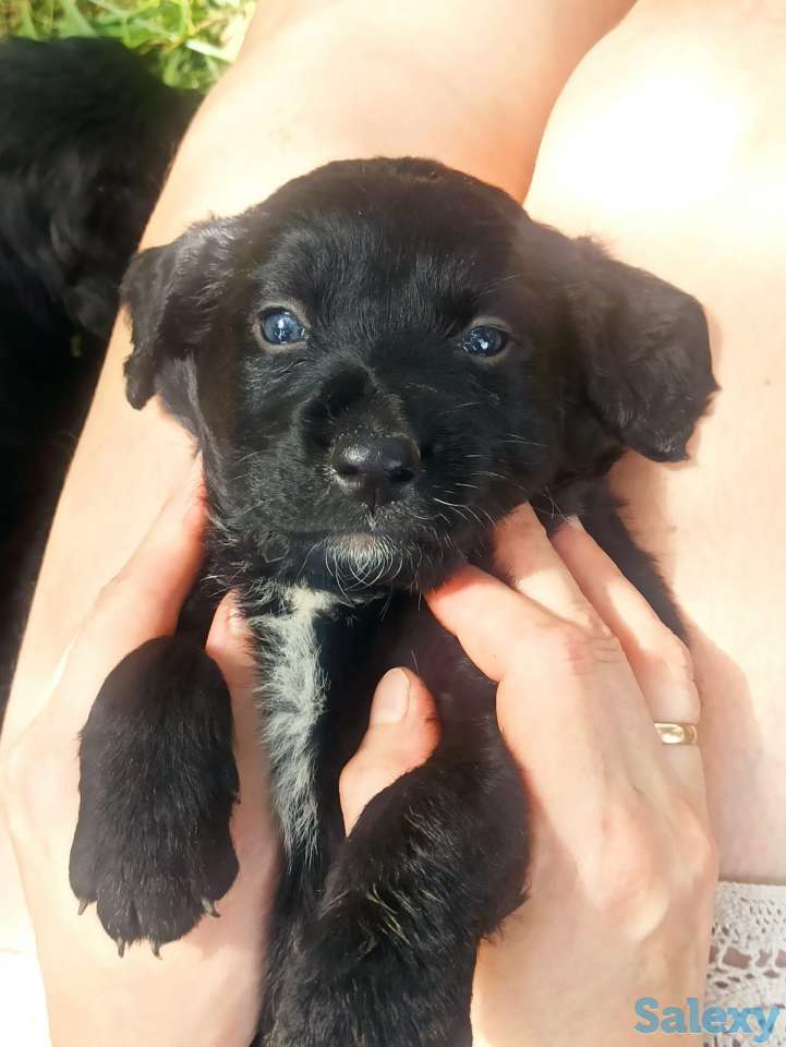 Отдам щенят, фотография 11