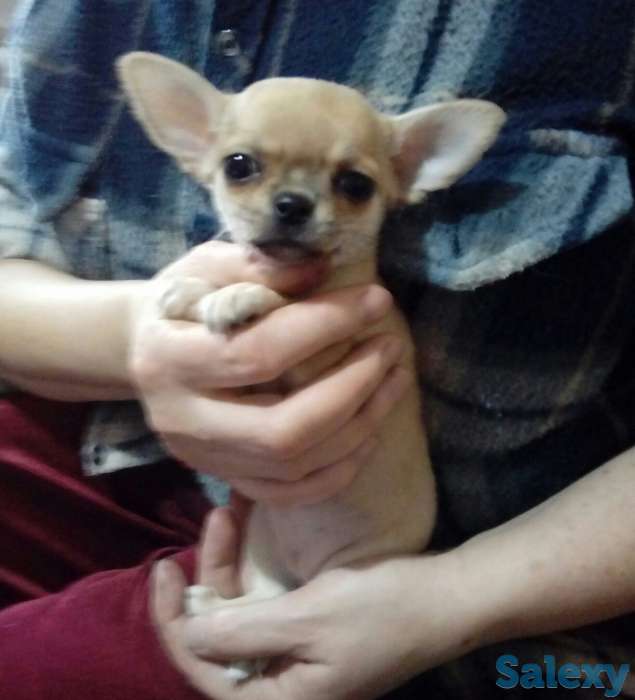 Щенки чихуахуа,девочки., фотография 1