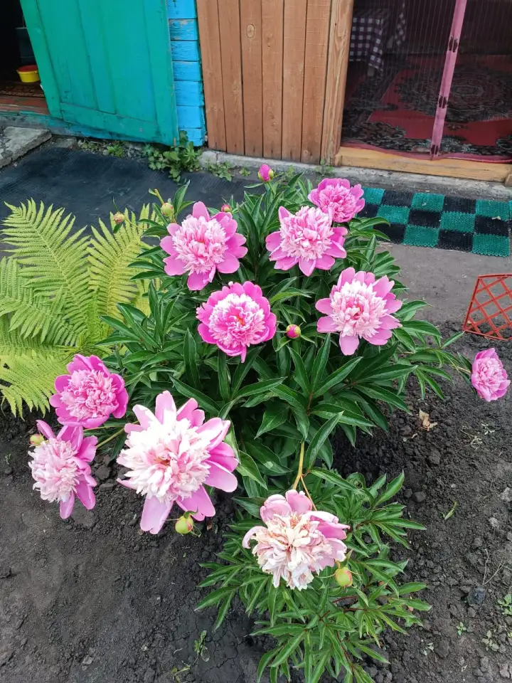 Продам дачу остановка поворотная, фотография 3