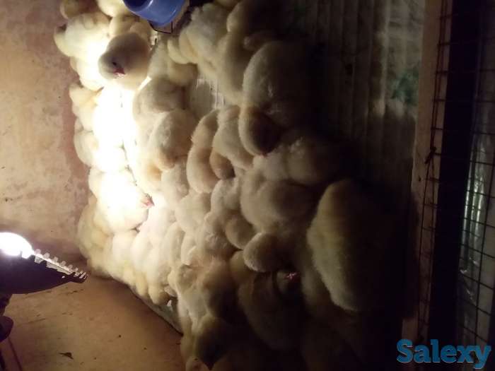 Цыплята бройлеры, фотография 1