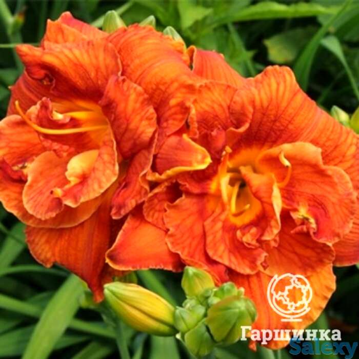 Лилейник даблишес, фотография 1