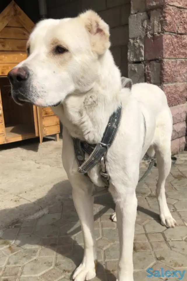 Продам !!!, фотография 1