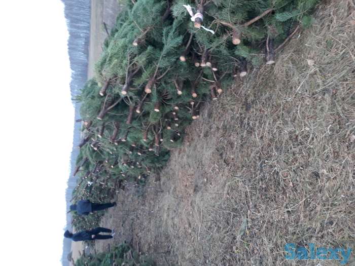 Елка новогодняя, фотография 4