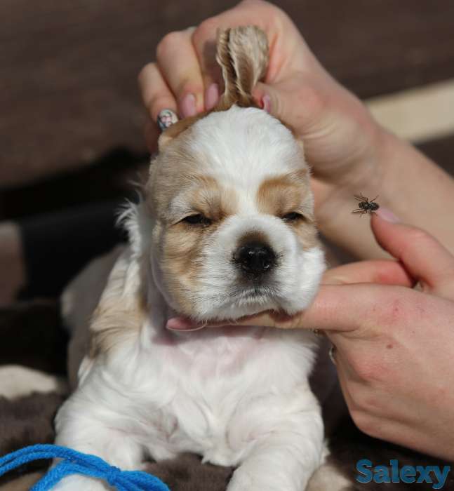 Американский кокер спаниель, фотография 6