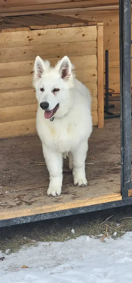 Продам Собак Породы Белая Швейцарская овчарка, фотография 4