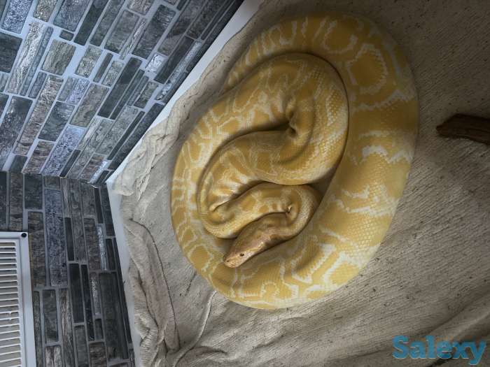 Змеи девочка и мальчик, фотография 1