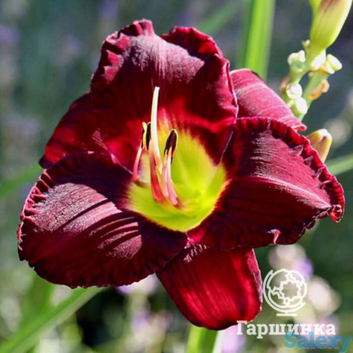 Лилейник бела лугоси, фотография 1