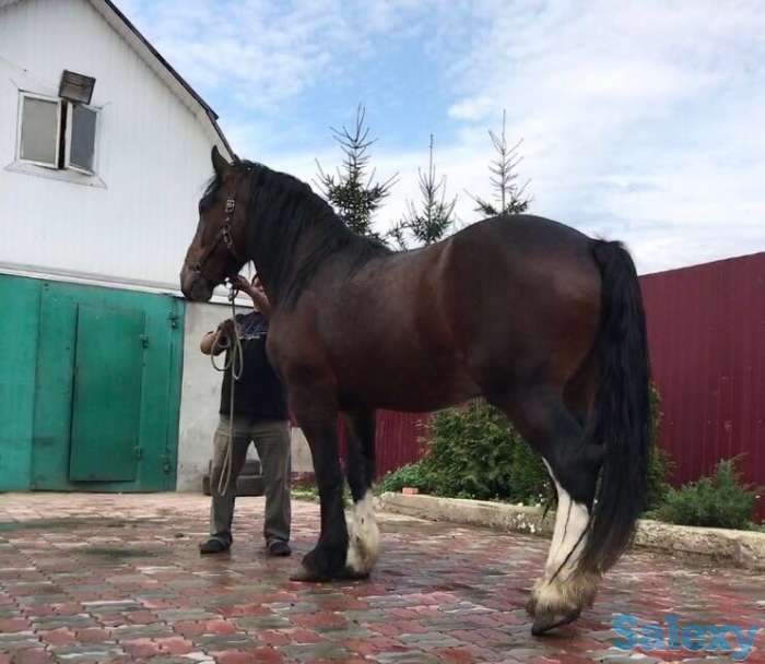 лошади, фотография 3