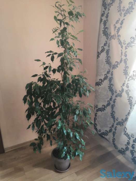 Фикус Бенджамина, фотография 2