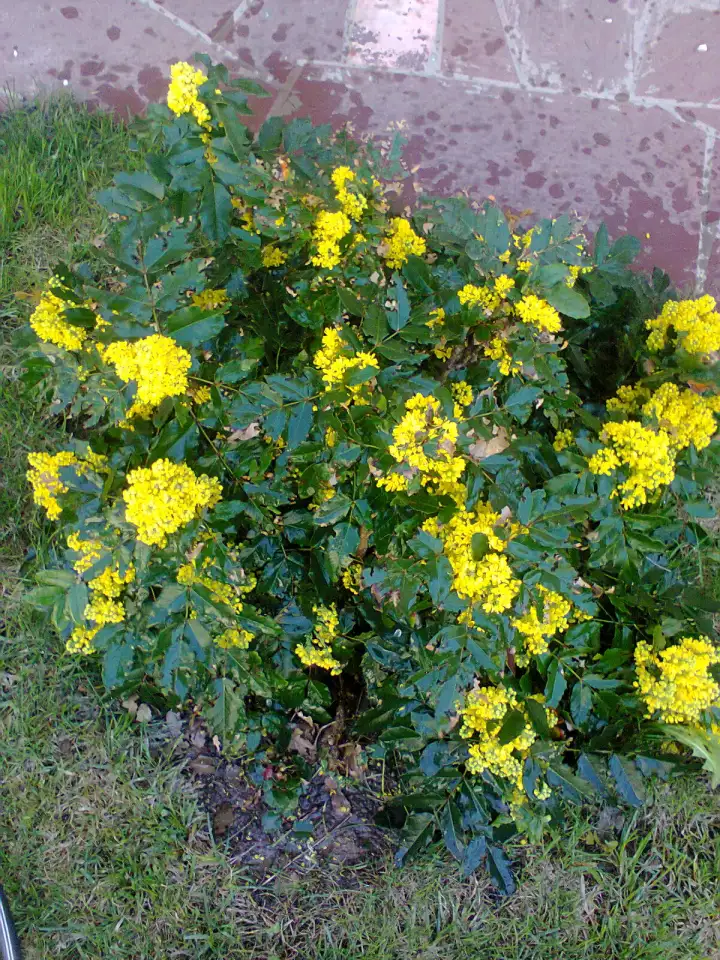 Ягодные кустарники: малина клубника смородина ежемалина,еживика,жимолость, фотография 4