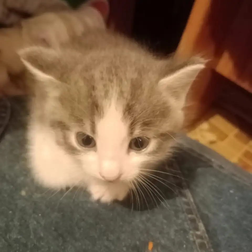 Отдам котят в хорошие добрые руки., фотография 2