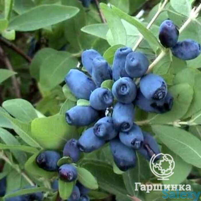 Жимолость Амфора, фотография 1