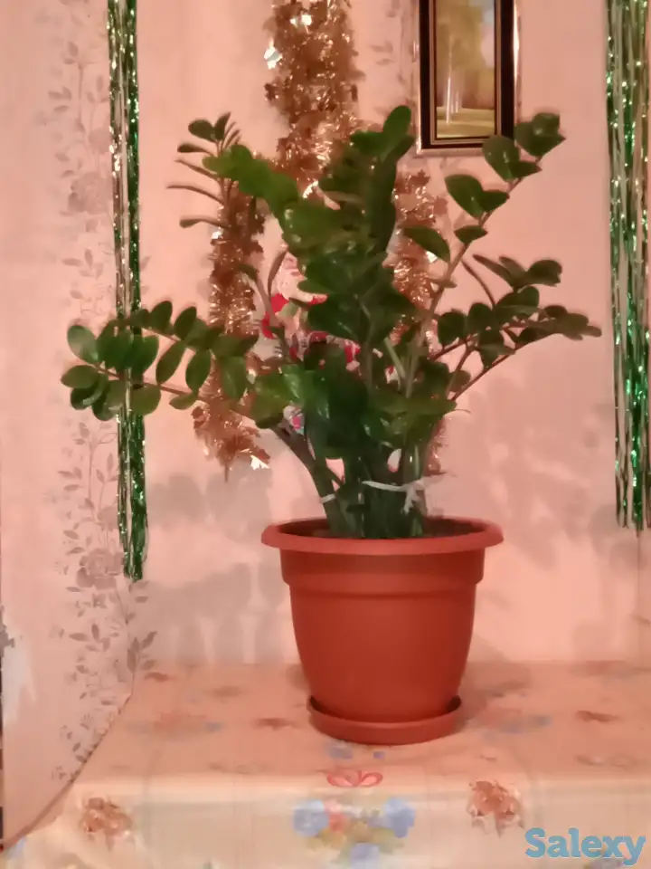 Цветок Замиокулькас Замиа, фотография 2