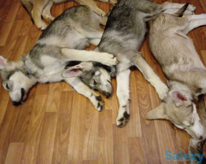 Щенки собаки Сарлоса (Saarloos Wolfdogs), фотография 11