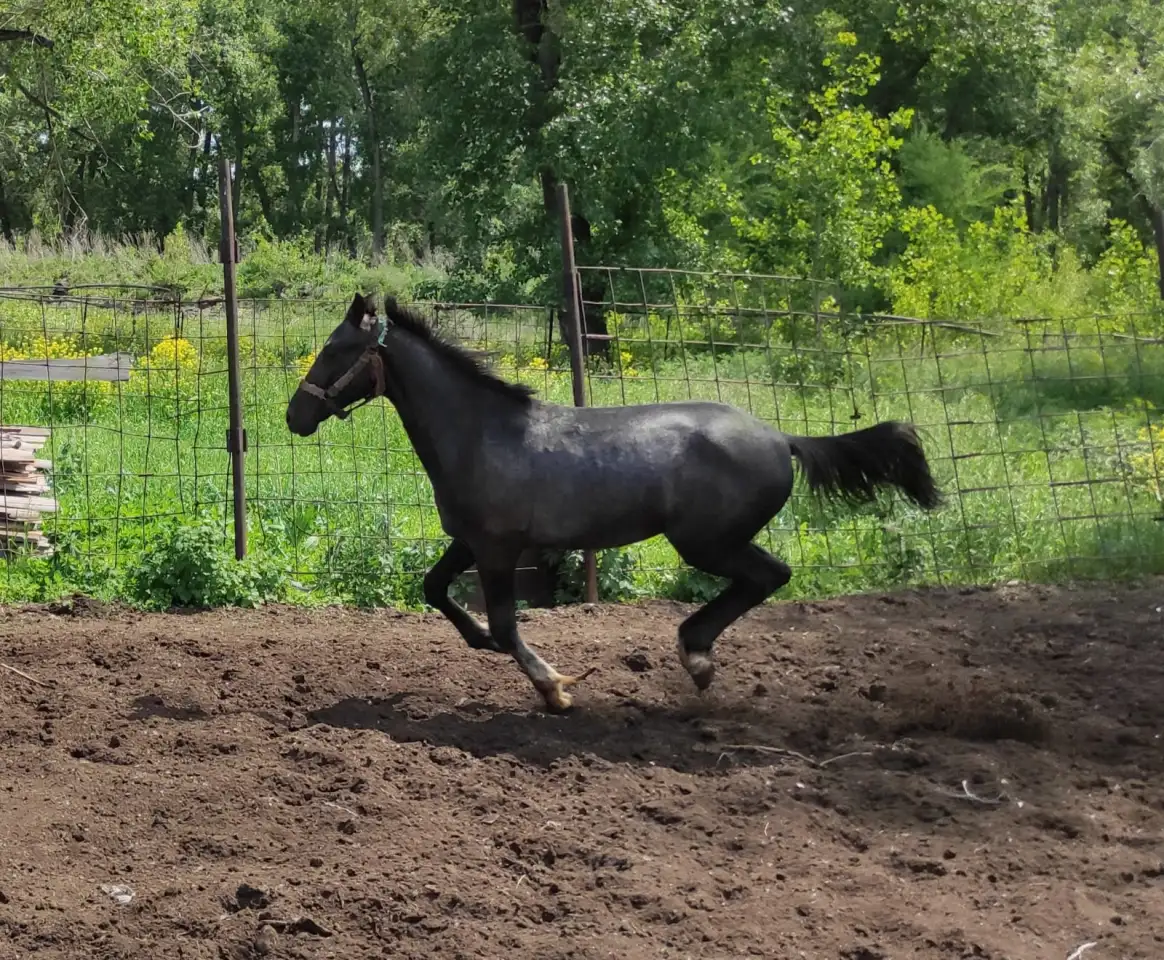 Продам лошадей Орловской породы в Усть - Каменогорске, фотография 8