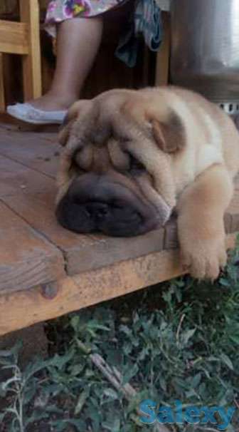 Продам, фотография 1