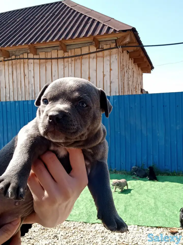 Продам щенков Американского булли Pocket, фотография 5