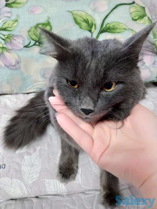 Отдам даром, фотография 2