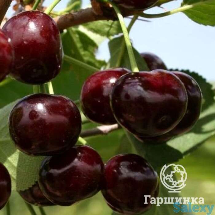 Вишня путинка, фотография 1