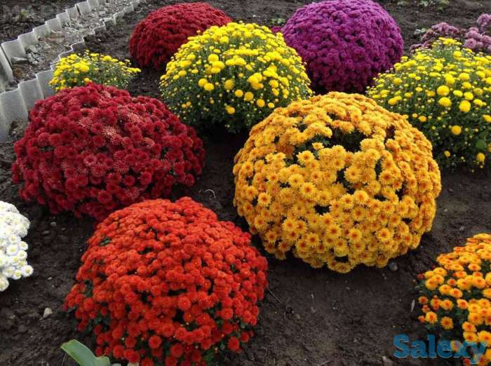 Продажа хризантема, фотография 2