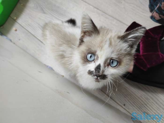 Отдам чудесных котят! Ходят в туалет в лоток, ласковые,ручные! Оставила бы себе,если бы не аллергия. Отдаю бесплатно!, фотография 1