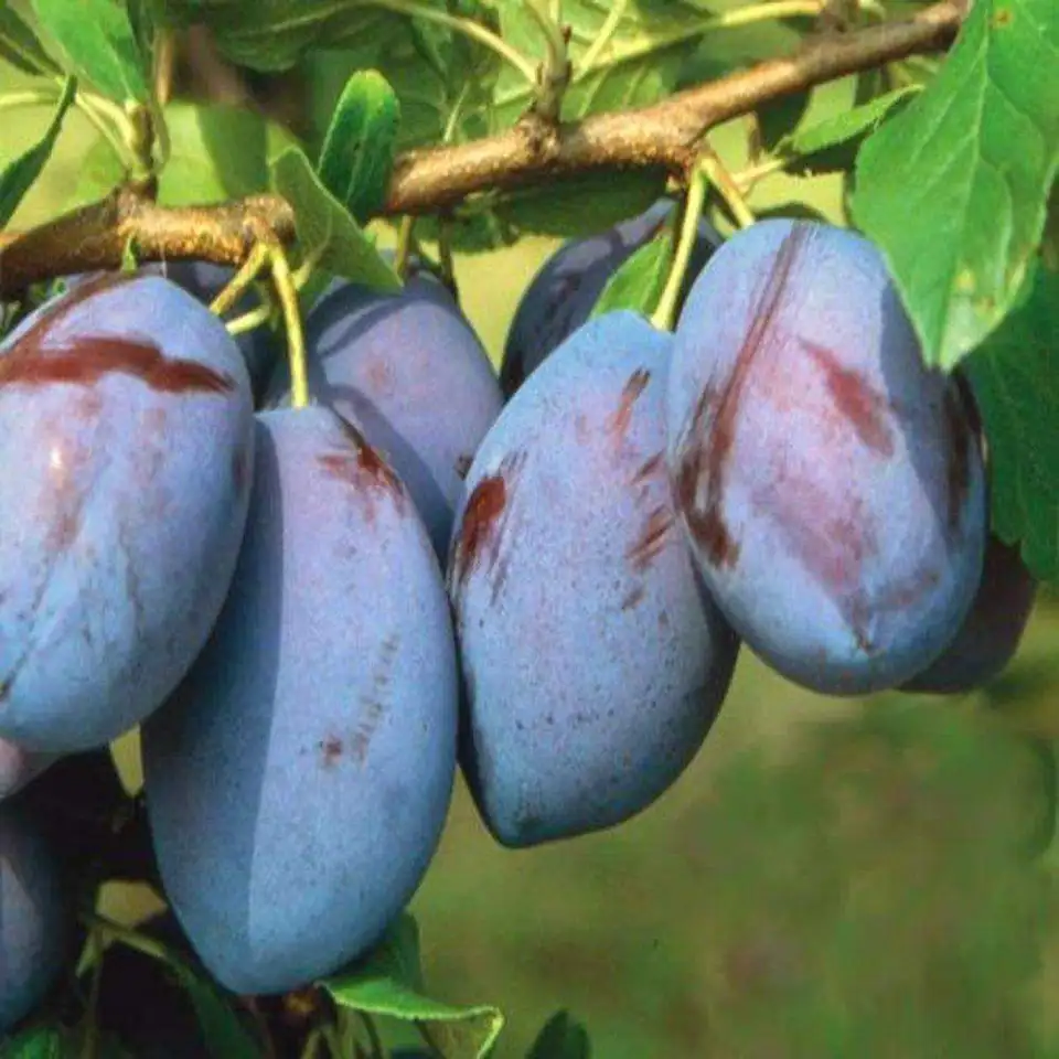 продаю лилию Марлен, кипрей, многолетние цветы, малину, вишню, сливу и др., фотография 10