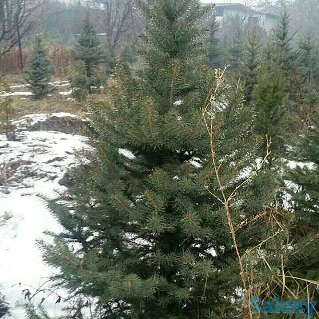 Живые елки, фотография 1