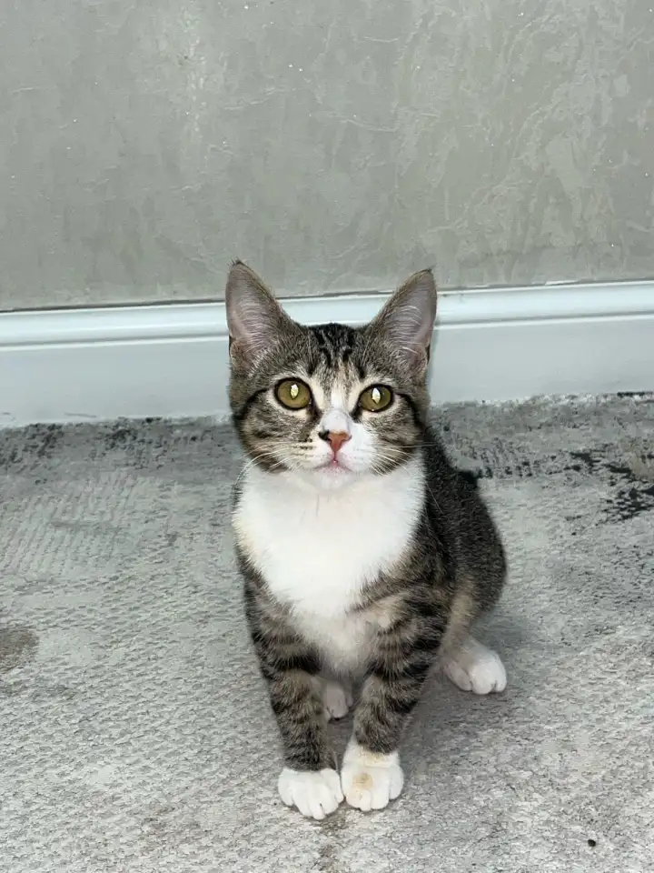 Бесплатно котята! Британец и бенгальская порода, фотография 8