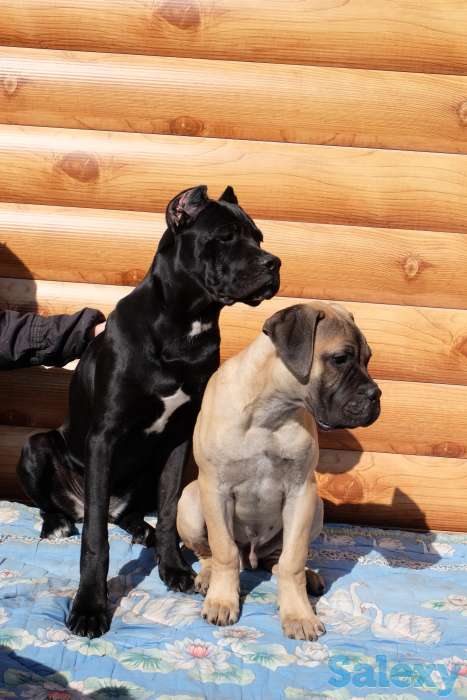 Щенки Бульмастифа, фотография 4