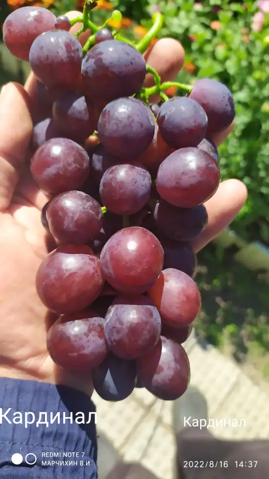 Продам саженцы винограда, фотография 7