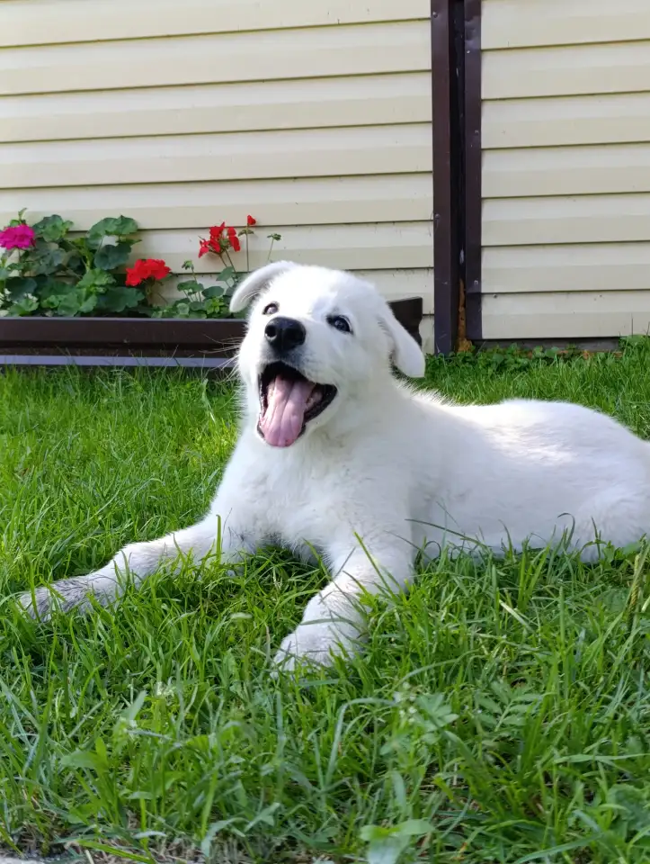 Щенок белой швейцарской овчарки, фотография 3