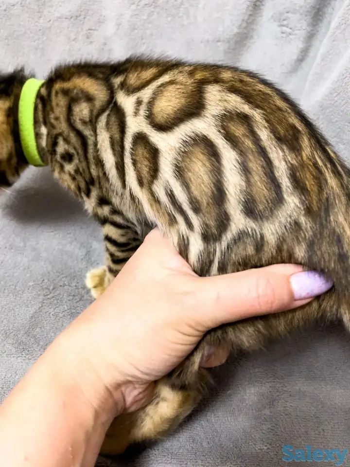 Бенгальские котята., фотография 2
